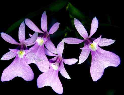 Oesterdella centradenia